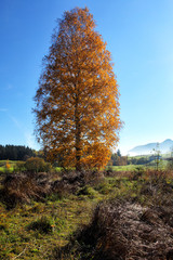 Poster - Birke im Herbst