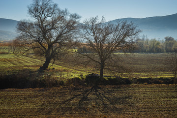 Early morning in the mountains, field and fog