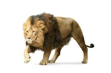 asian lion isolated on white