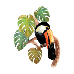 Tropical bird toucan sitting on branch with isolated monster leafs 