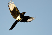 Black-Billed Magpie Flying In A Blue Sky