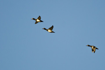 Three Ring-Necked Ducks Flying in a Blue Sky