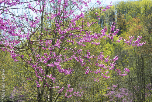 Fotografie, Obraz Redbud Tree blooming against a green forest.