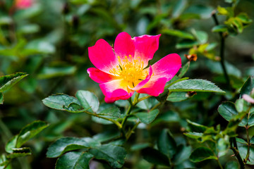 Wall Mural - Pink Drift Rose or Pink Rose in Garden