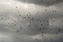 Black Vultures Circling In Dark Stormy Sky With Clouds