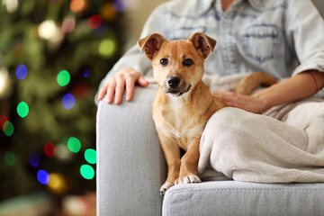 Sticker - Female person holding small cute funny dog at chair on Christmas tree background