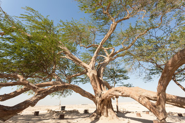 Wall Mural - Tree of Life, Bahrain