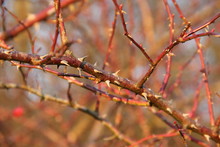 Close Photo Of Some Twigs With Thorns
