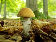Mushroom Leccinum Griseum In Deciduous Forest