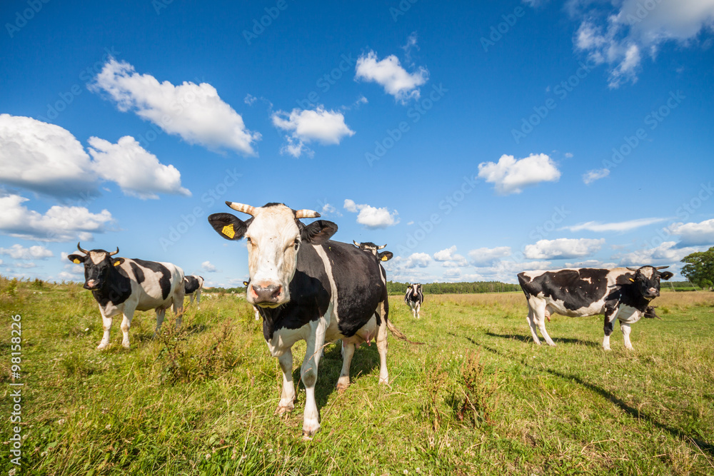 Krowy na pastwisku - obrazy, fototapety, plakaty 
