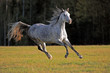 Gray Arabian Mare galloping in meadow