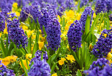 Blue Hyacinths On A Bed Of Autumn Floral Background