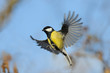 Flying Great Tit with open wings against blue sky background