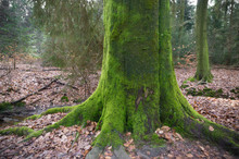 Tree Trunk Covered With Moss