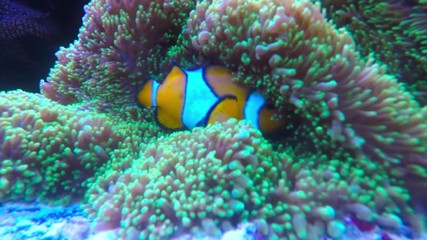 Sticker - Tropical reef fish The Clownfish or Anemonefish sheltering among the tentacles of its sea anemone. Underwater footage from coral reef in Indian Ocean.