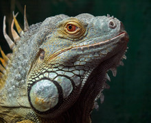 Portrait Of An Iguana