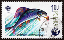 Postage Stamp Poland 1979 Grayling, Freshwater Fish