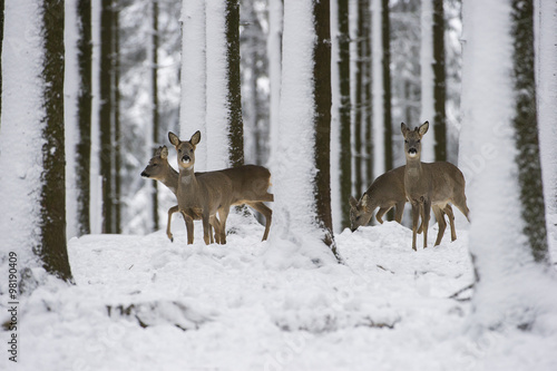 Naklejka na drzwi chevreuils dans la neige en hiver