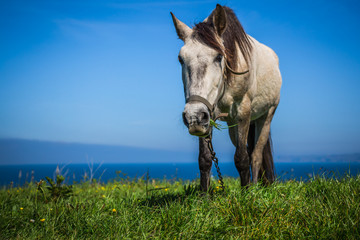 White horse with saddle at the Santander. Blurred sea in the bac