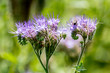 facelia, fioletowy kwiatek z owadem na zielonym tle ogrodu, owad, 01