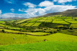 Landschaft mit Weiden in Irland