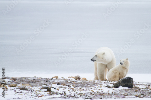 Plakat na papierze fotorealistycznym Matka niedźwiedzia polarnego i cub siedzi na skałach przed lodowatym białym tle i patrząc w lewo