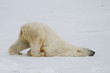a silly polar bear pushes across the snow on his belly.