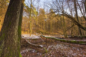 Poster - Early winter forest landscape