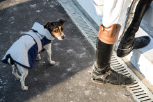 Dog Dressed In Jockey Clothes. Jack Russell Terrier