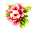 분홍색 제라늄 꽃무리와 녹색 잎새의 수채화