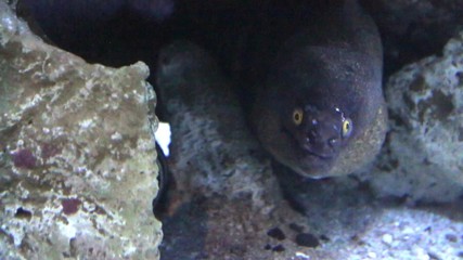 Wall Mural - Tropical reef fish The Moray Eel (Muraena Helena). Underwater footage from coral reef in Indian Ocean.