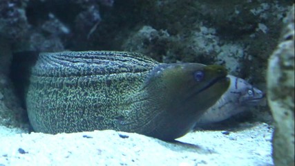 Poster - Tropical reef fish The Moray Eel (Muraena Helena). Underwater footage from coral reef in Indian Ocean.