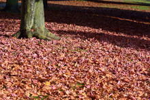 Carpet Of Pink Leaves On Ground Beneath Tree In Autumn