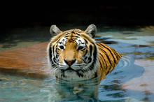 Close-up Of Face, Head And Shoulders Of Beautiful Tiger; Portrait Of A Beautiful Tiger Swimming Towords The Viewer