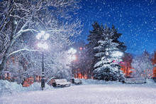 The Winter Evening In The Park. City Landscape