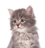 Fototapeta Zwierzęta - Cute siberian kitten