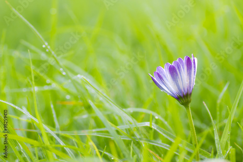 flor blanca entre la hierba verde