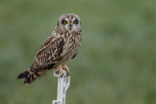 Short Eared Owl 