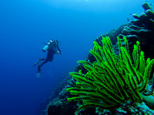 Very Bright Green Underwater Coral Plant In Front Of A Diver