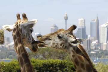 Wall Mural - Two giraffe at Sydney zoo, Australia.