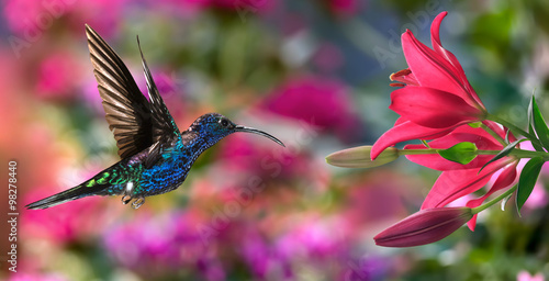 Fotografering Male violet sabrewing (Campylopterus hemileucurus) in flight