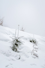 Wall Mural - Foggy winter forest