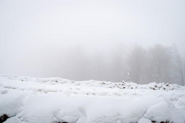 Wall Mural - Foggy winter forest