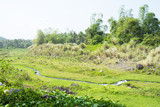 Fototapeta  - grass field along the way to Mount Mayon, Legazpi, Philippines