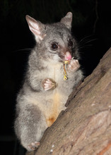 Bush Tailed Possum Eating Fruit In A Tree