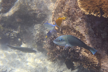 Coris is a genus of wrasses