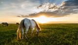 Fototapeta Konie - Horses grazing on pasture at sundown
