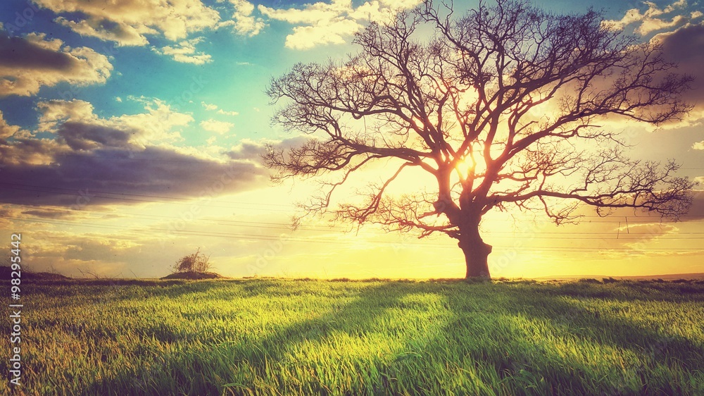 Spring sunset, lonely tree in the field - obrazy, fototapety, plakaty 