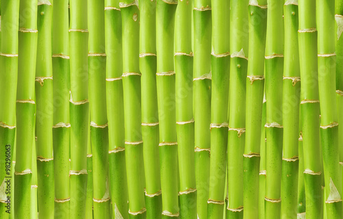 Naklejka - mata magnetyczna na lodówkę beautiful green bamboo background