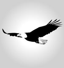 Vector Silhouette Flying Eagle